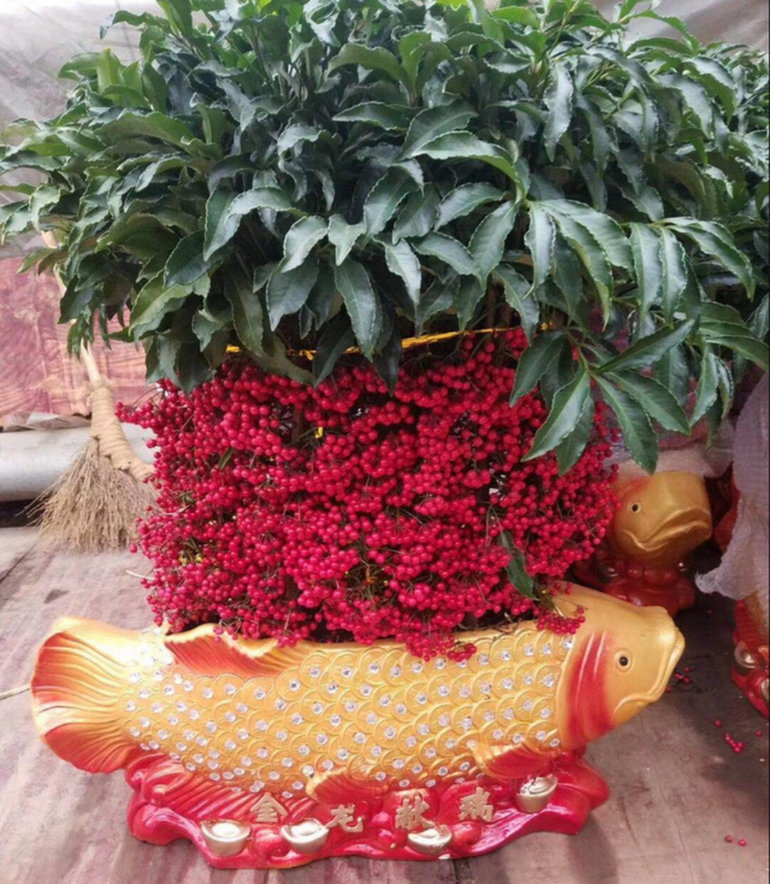 [原文:想要腰缠万贯花养得茂盛?