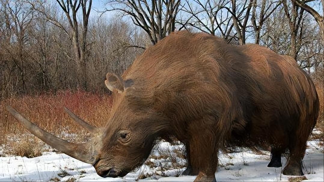 披毛犀,是一种已经灭绝的远古犀牛