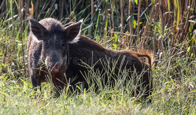 黑野猪吃什么食物为主