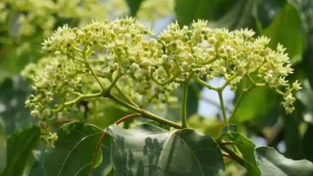 枳椇子：中医药箱中的“解酒神果”与养生宝藏