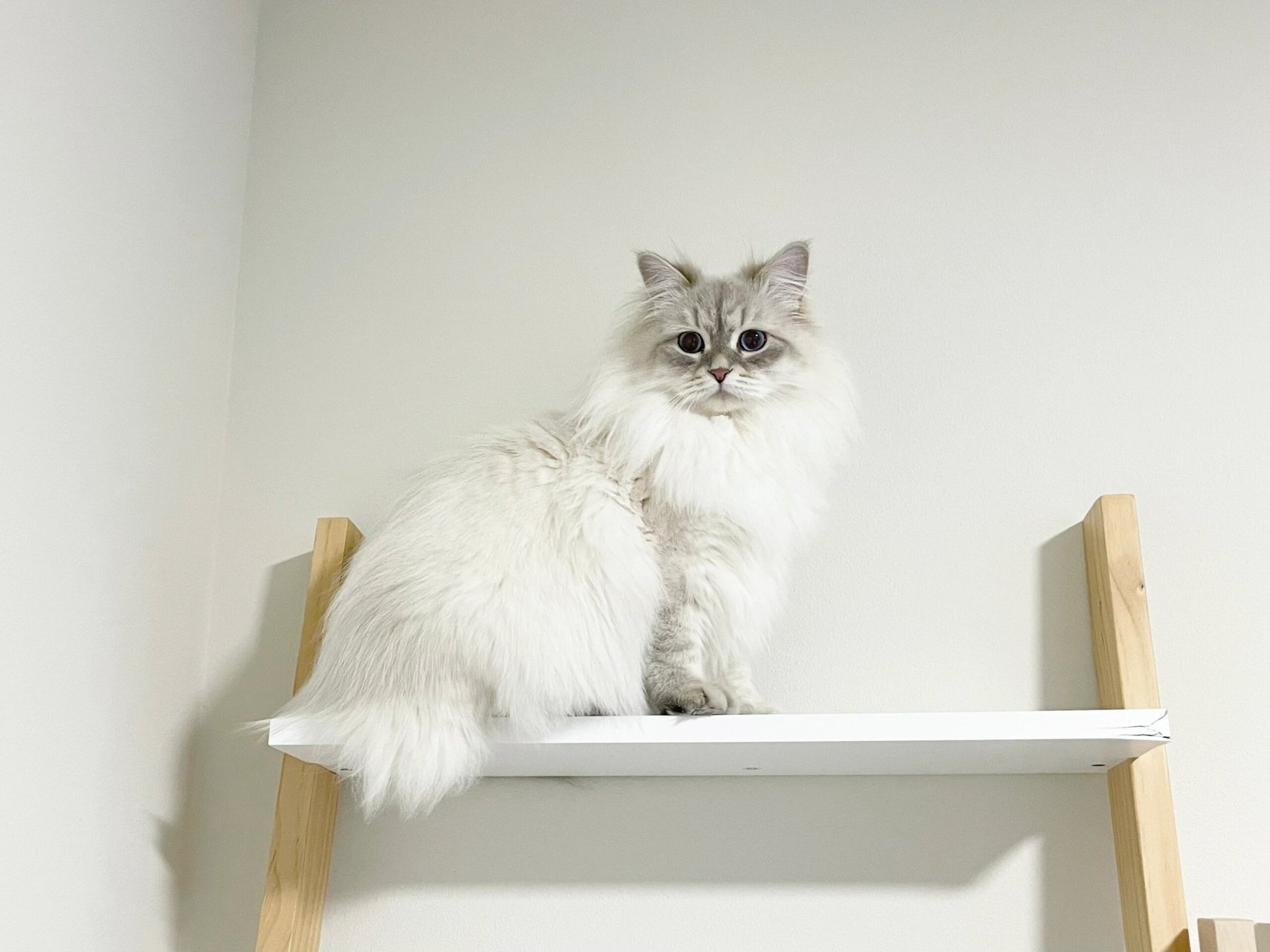 看来我儿是完成了从美短到西森的进化,希望不要再退化成短毛猫!