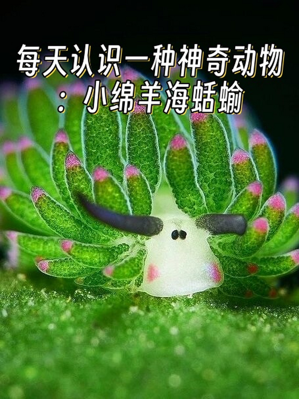 每天认识一种神奇动物:小绵羊海蛞蝓  它的学名叫做costasiella