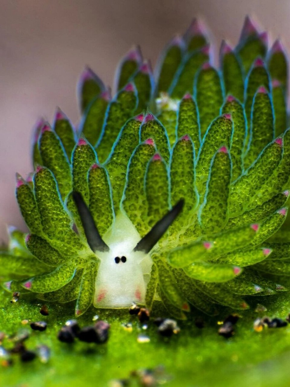 每天认识一种神奇动物:小绵羊海蛞蝓  它的学名叫做costasiella