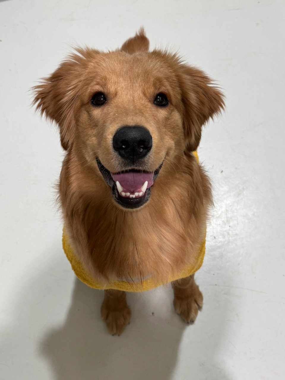 小金毛的牙齿都是这样嘛  我家金毛的牙巨丑呀,真的是和整齐沾不了