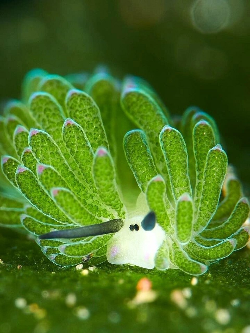 每天认识一种神奇动物:小绵羊海蛞蝓  它的学名叫