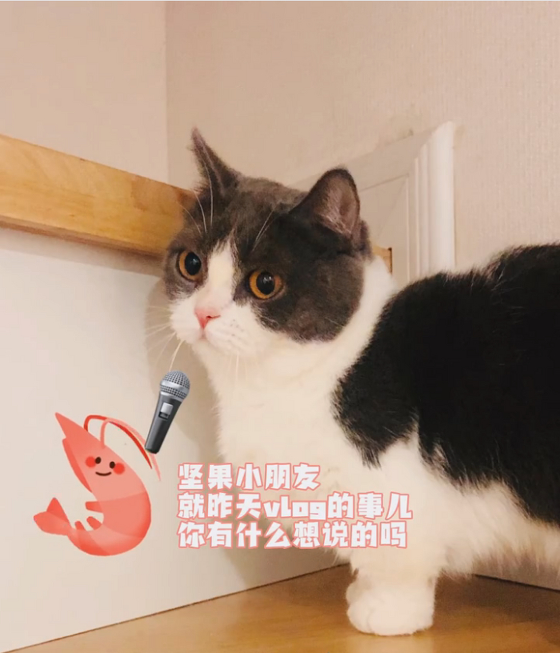 肖战的猫坚果品种图片