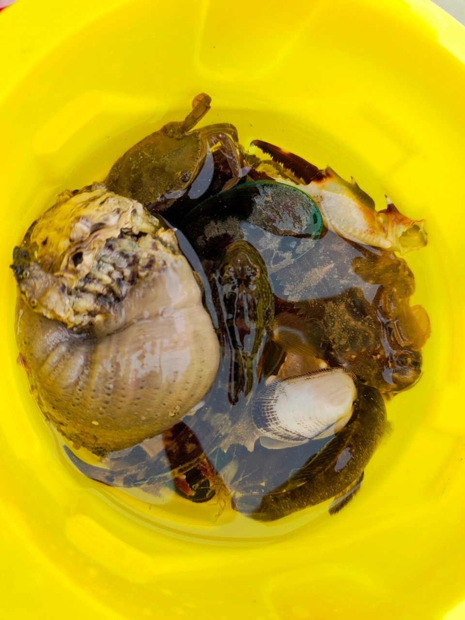 厦门高质量赶海要点(全国都通用)  78首次厦门赶海,惊喜连连!