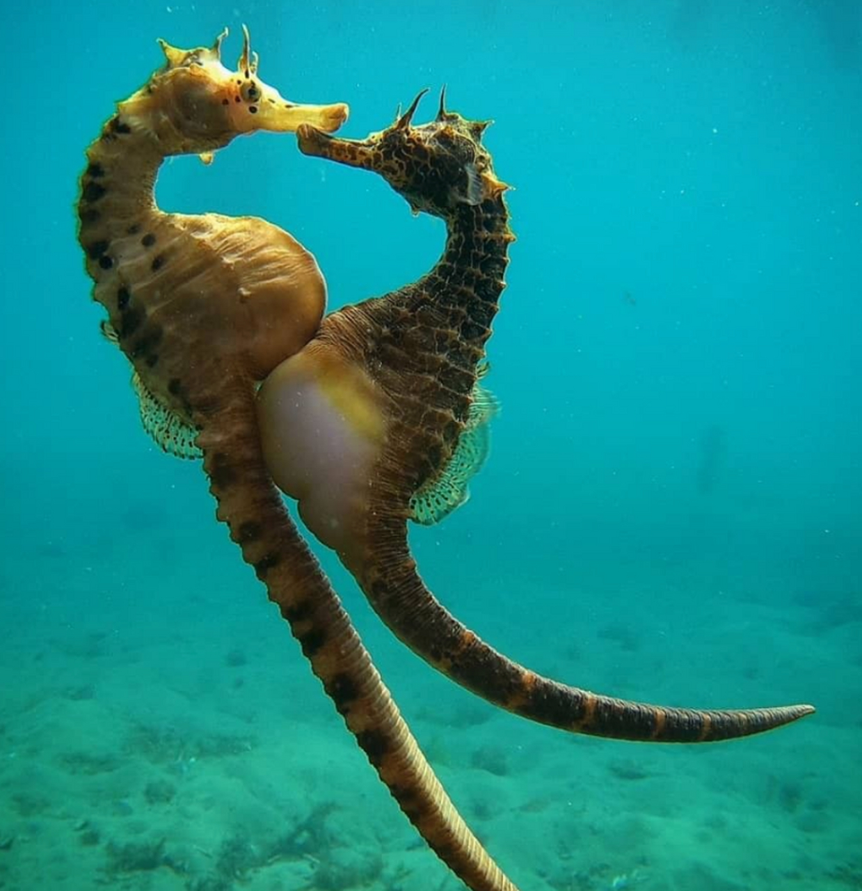 科学漫谈# 海马是海洋中独特的生物,它们的繁殖方式在动物界中烦＃