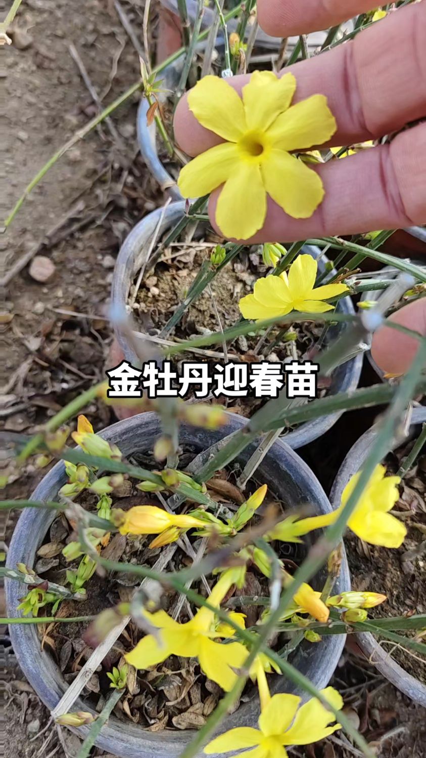 迎春花小苗品种