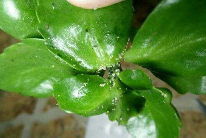 长寿花上长白色棉絮小白虫怎么办?