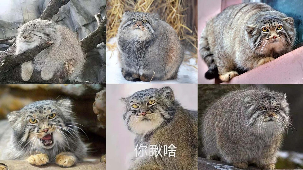 重生成猎豹图片