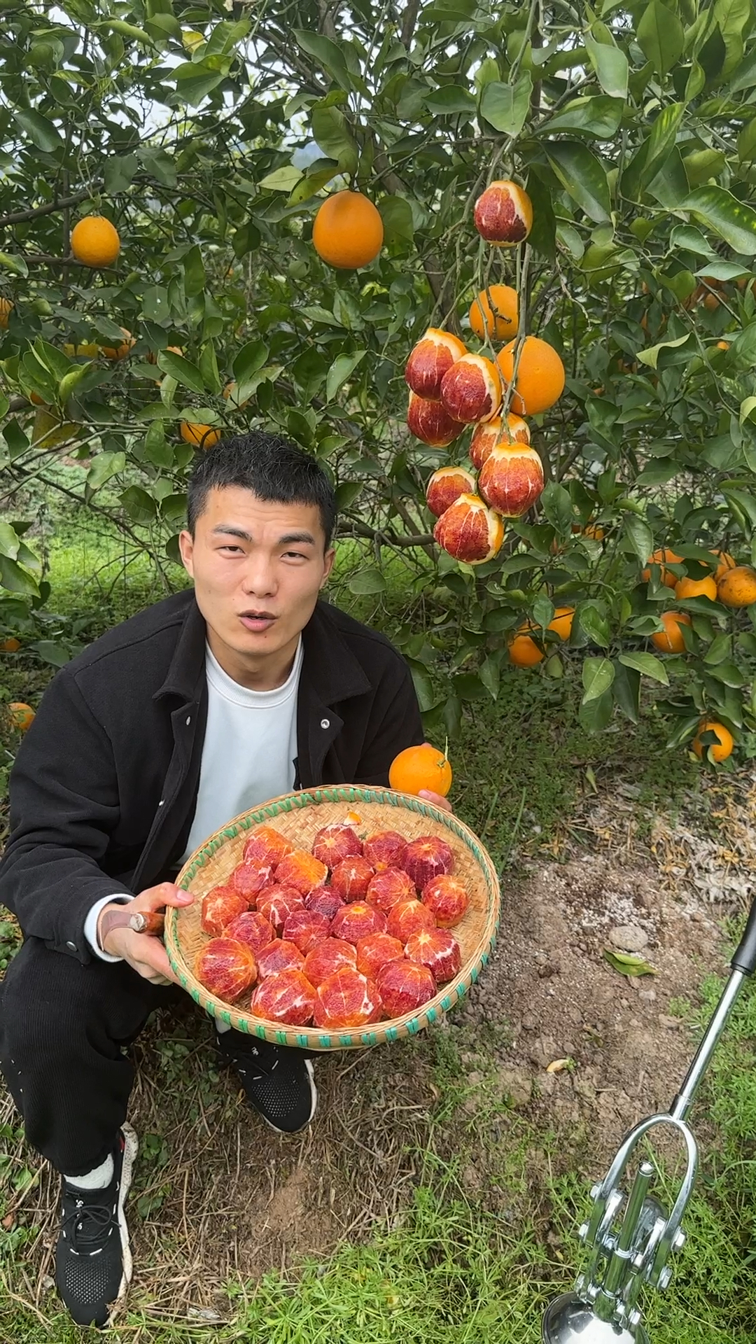 农村橙子个人简介图片