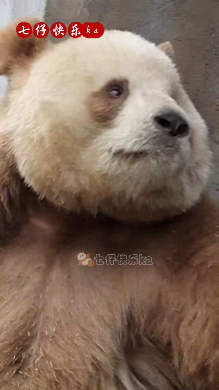 我七仔为什么表现出了很无奈的表情