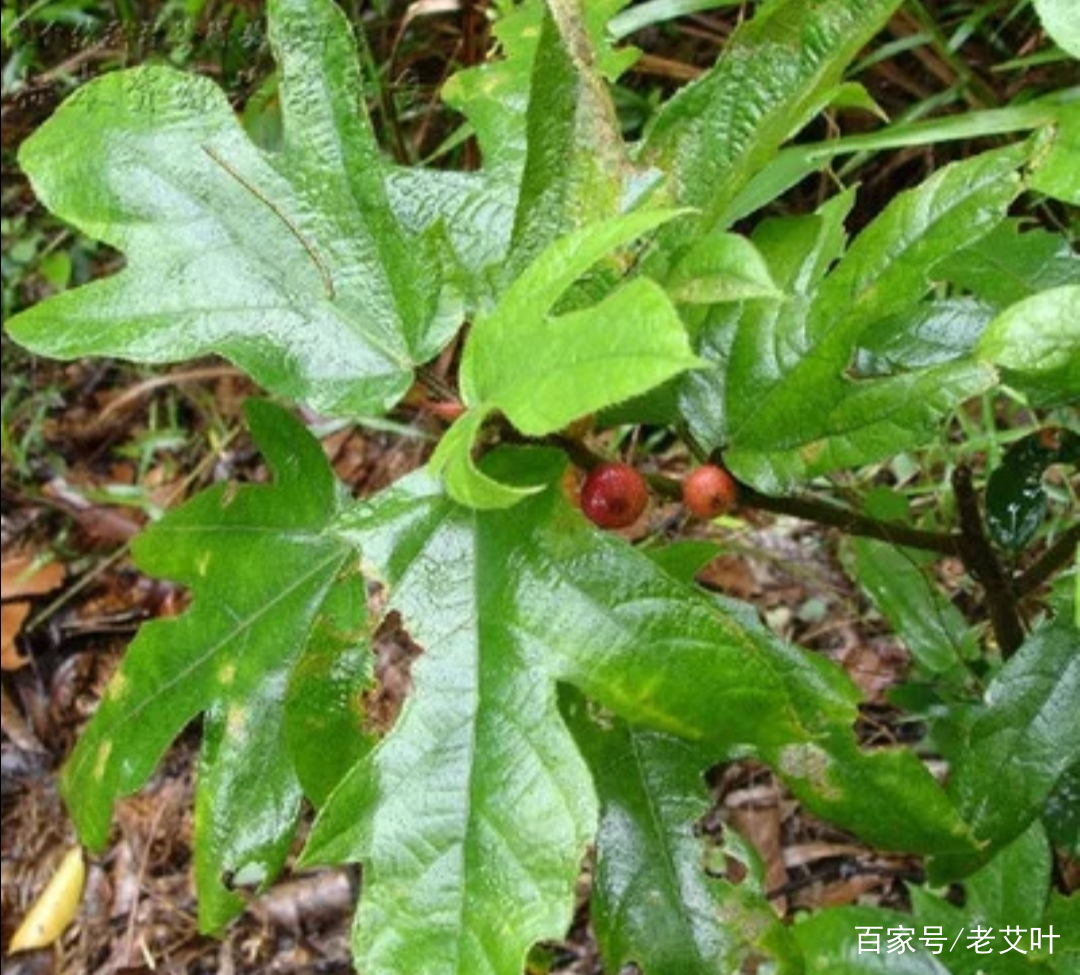 五指毛桃炖鸡,你没吃过吧,有椰子香味,价值极高