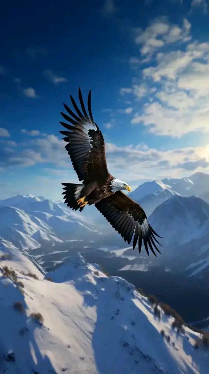 雄鹰盘旋于高空,俯瞰大地,振翅九霄,一去万里!