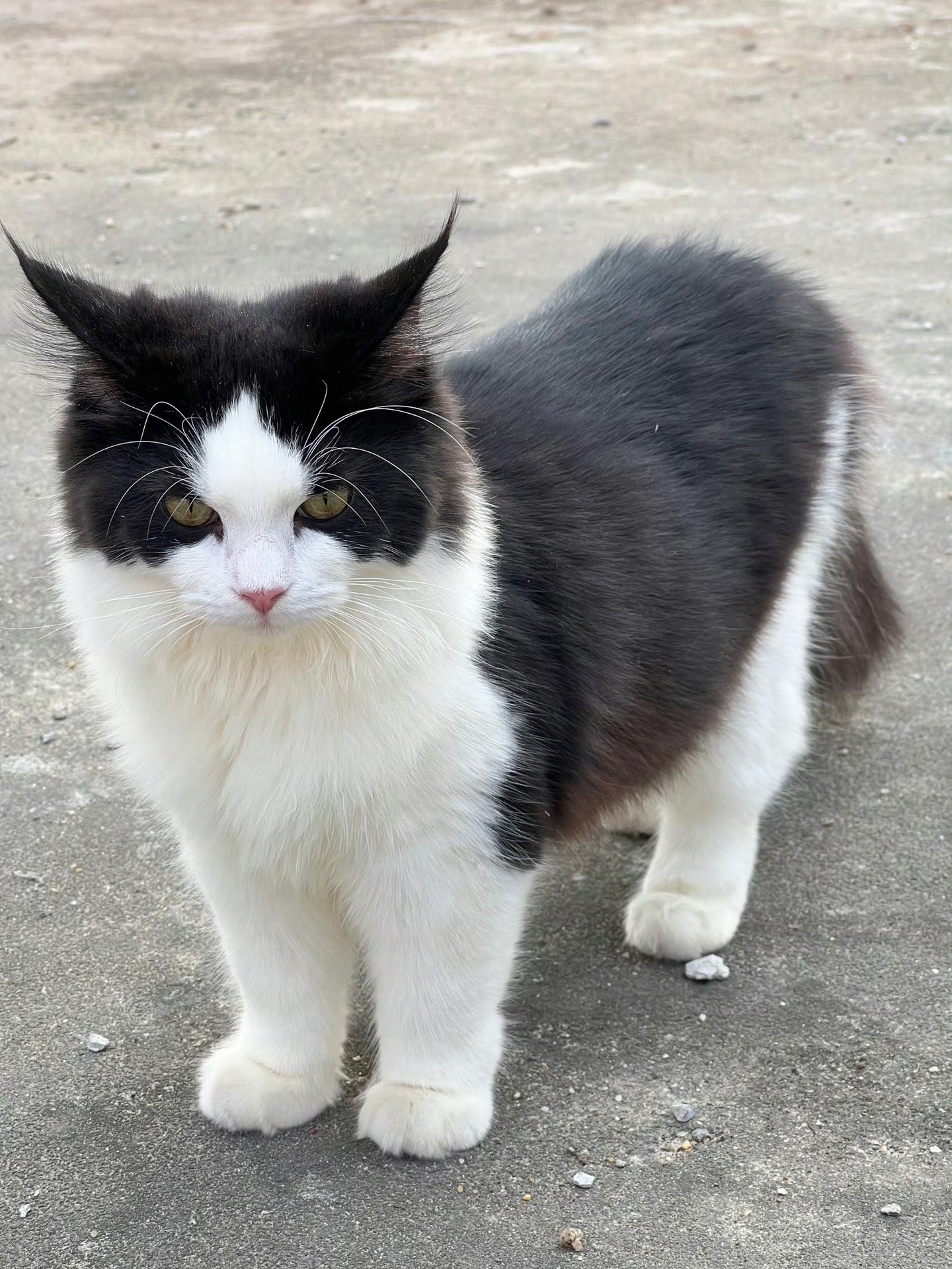 拥有飞机耳的猫猫