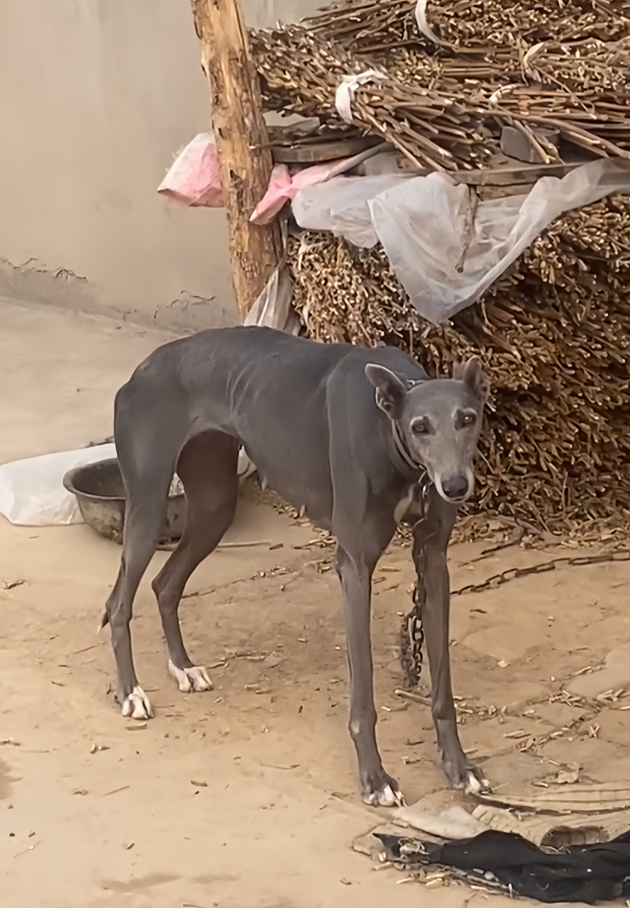 这是什么品种的狗,腿能长这么长,第一次看到,这就是所谓的狗界的