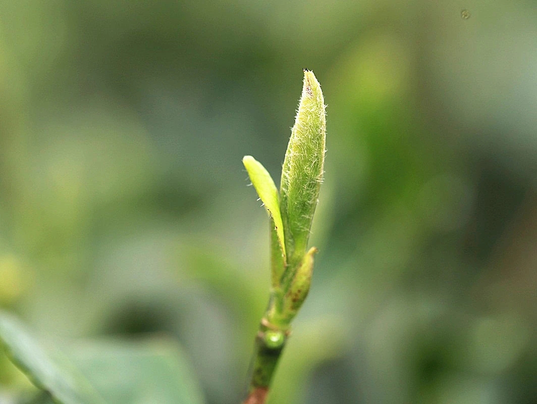 春风来时,春芽就开始冒芽了,嫩嫩小小的茶芽,默默迎风伫立春天