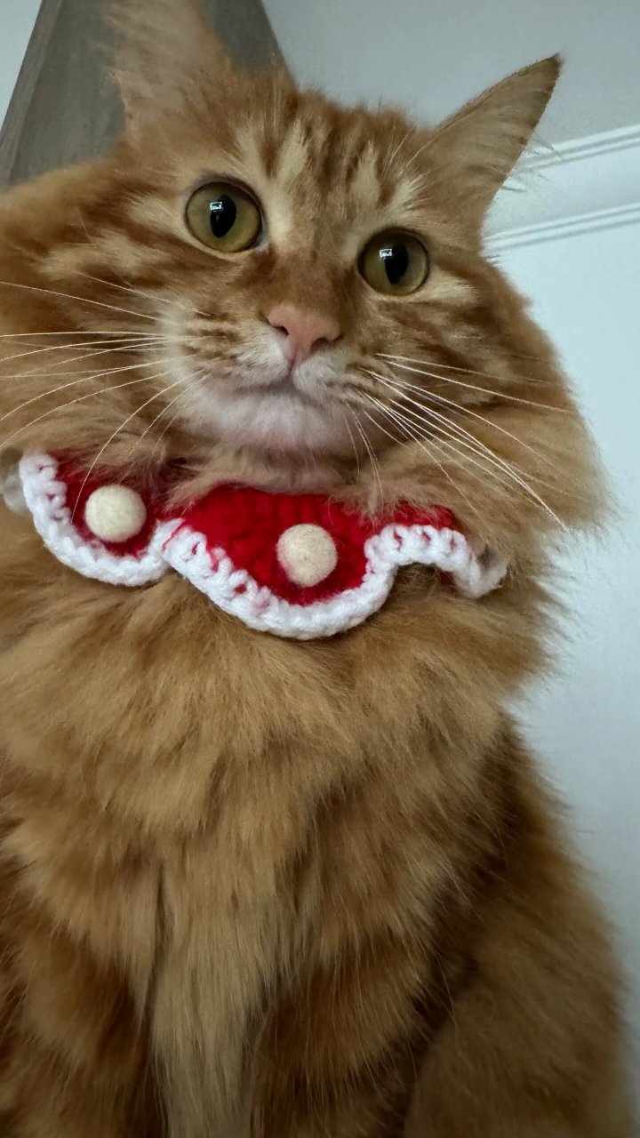 歪头小猫  我家猫猫又在向我卖萌,没有一个铲屎官,顶得住小猫咪的萌萌