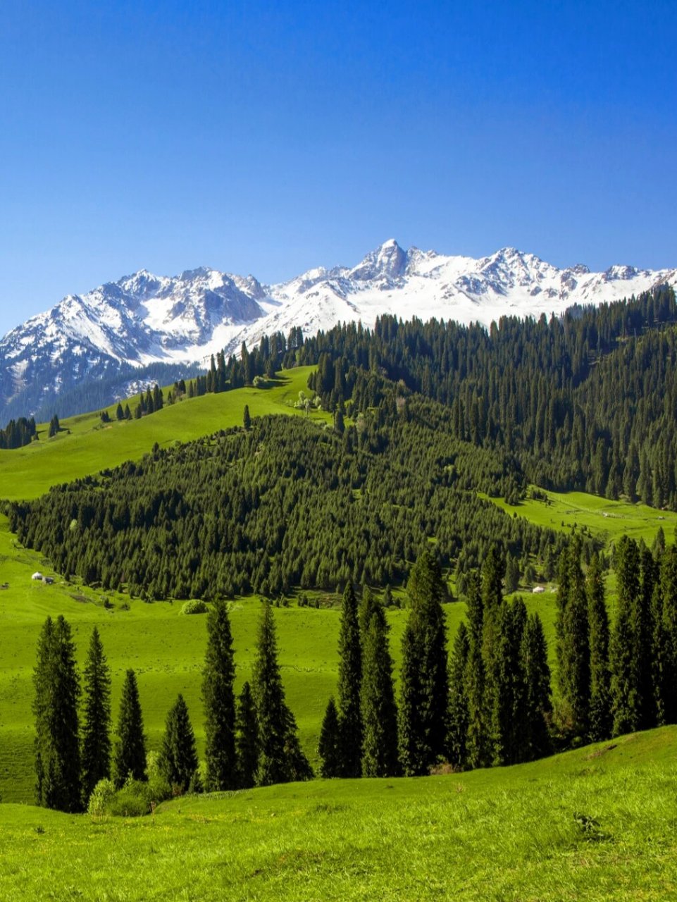 新疆伊犁宝藏景点|恰西森林公园美如画  9191【揭秘塞外江南的