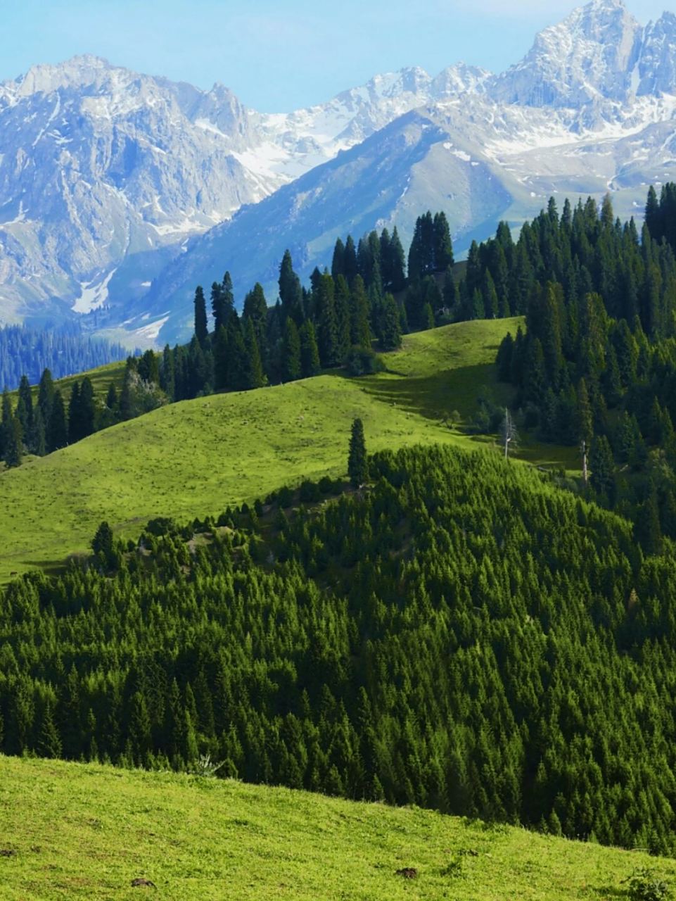 新疆伊犁宝藏景点|恰西森林公园美如画  9191【揭秘塞外江南的