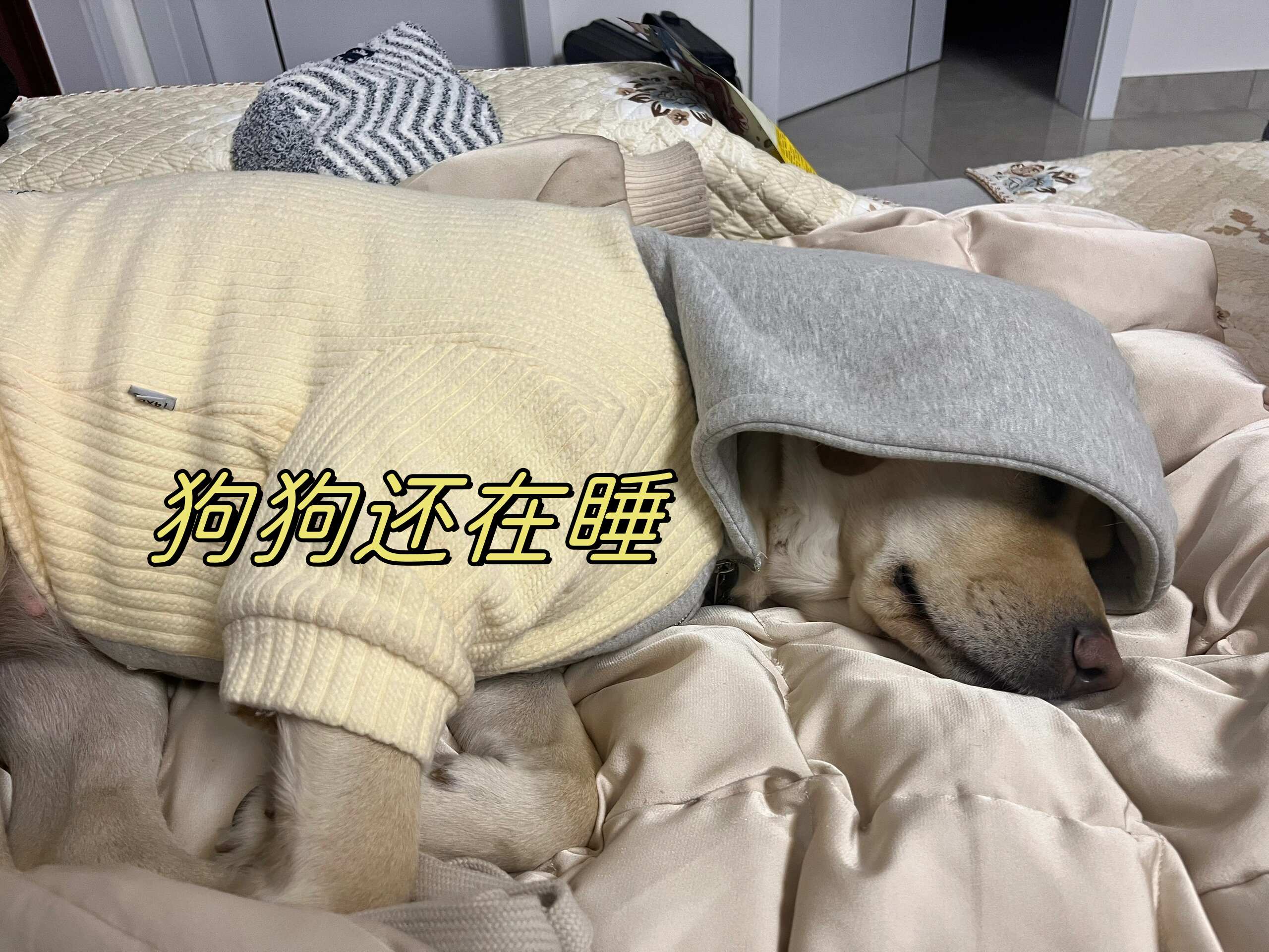 过年每晚都要熬夜和家人畅聊,不只我一个还有我家的狗狗