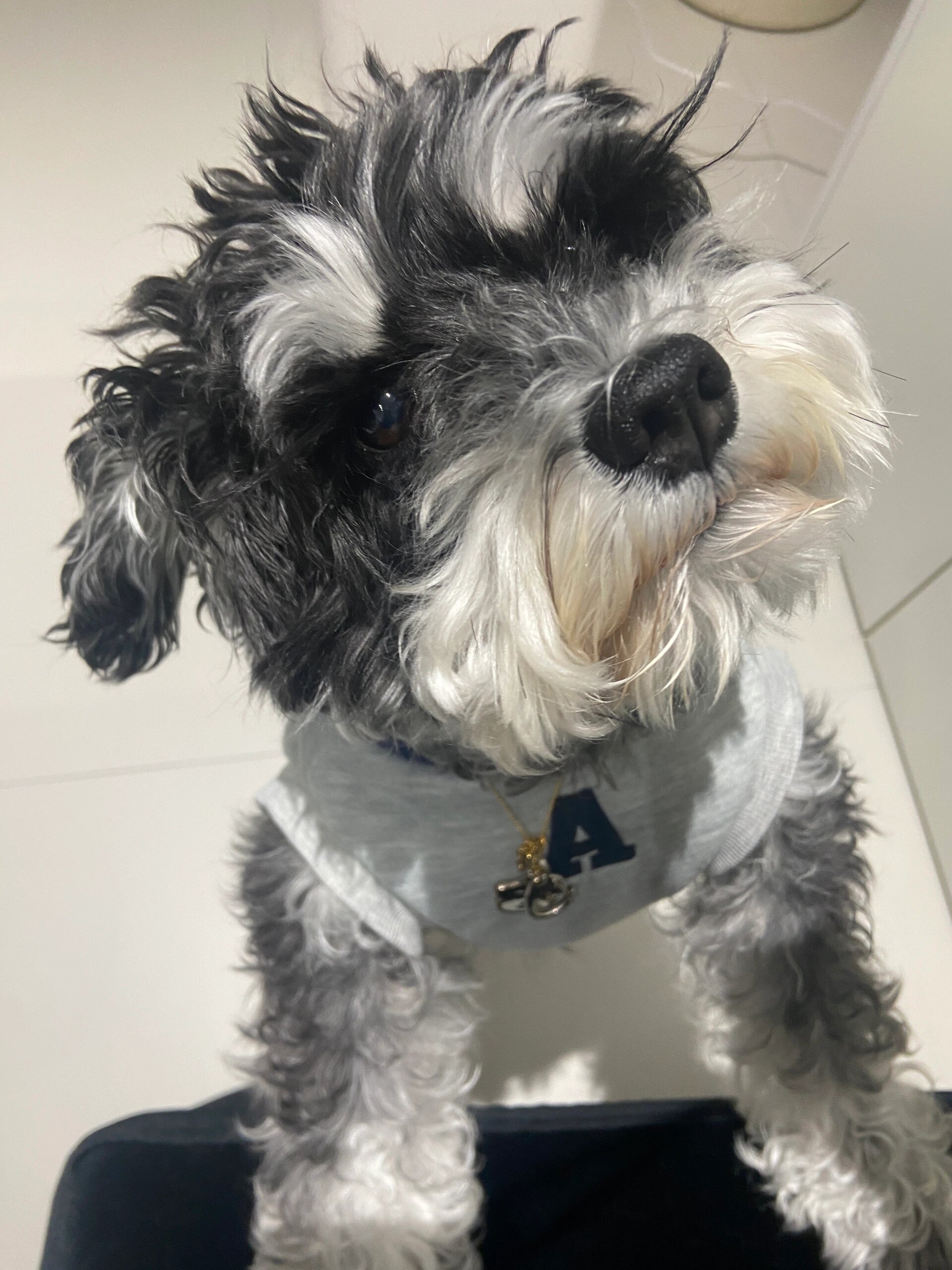 狗狗日常