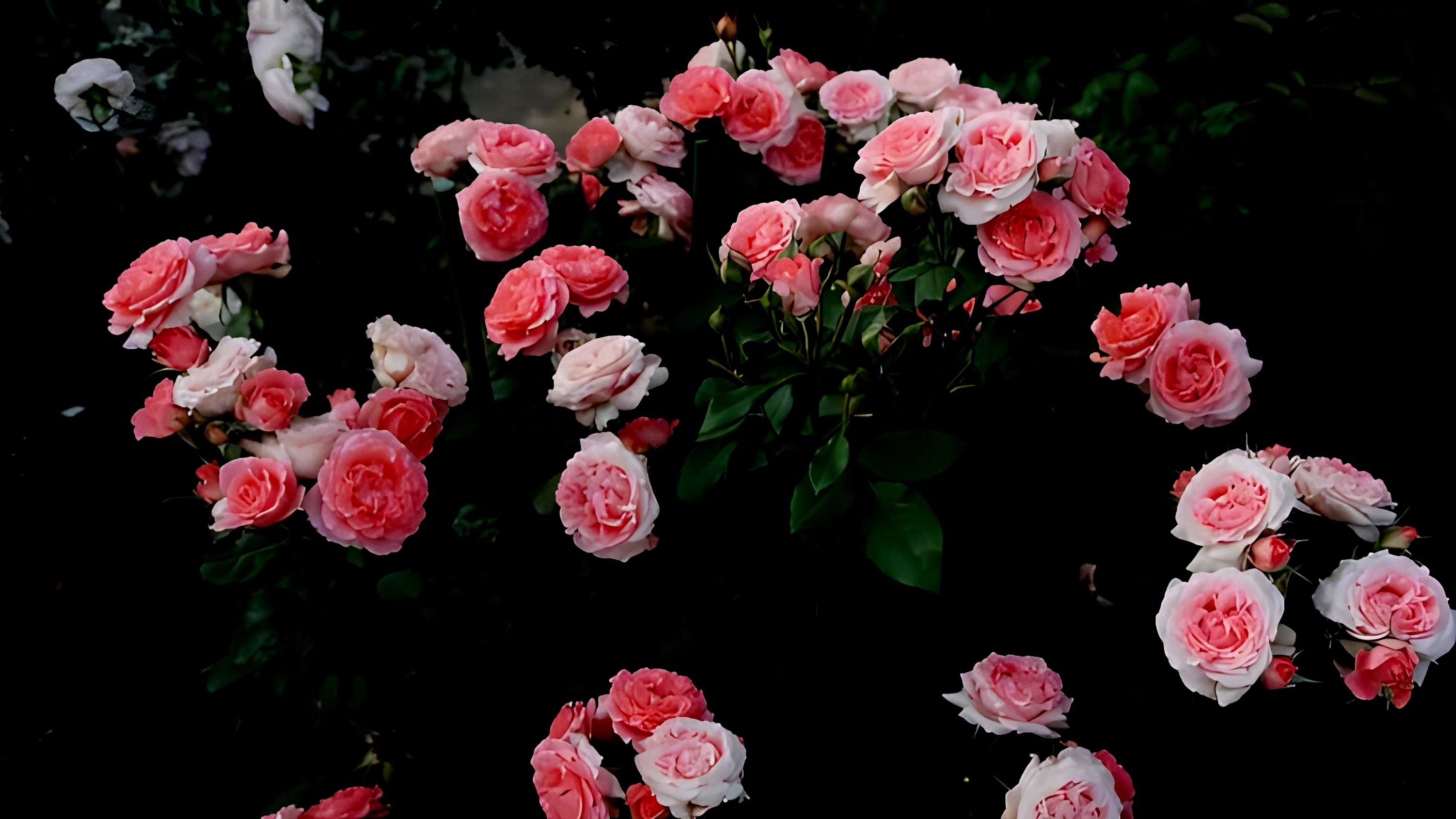 月季花名品《珊瑚果冻》