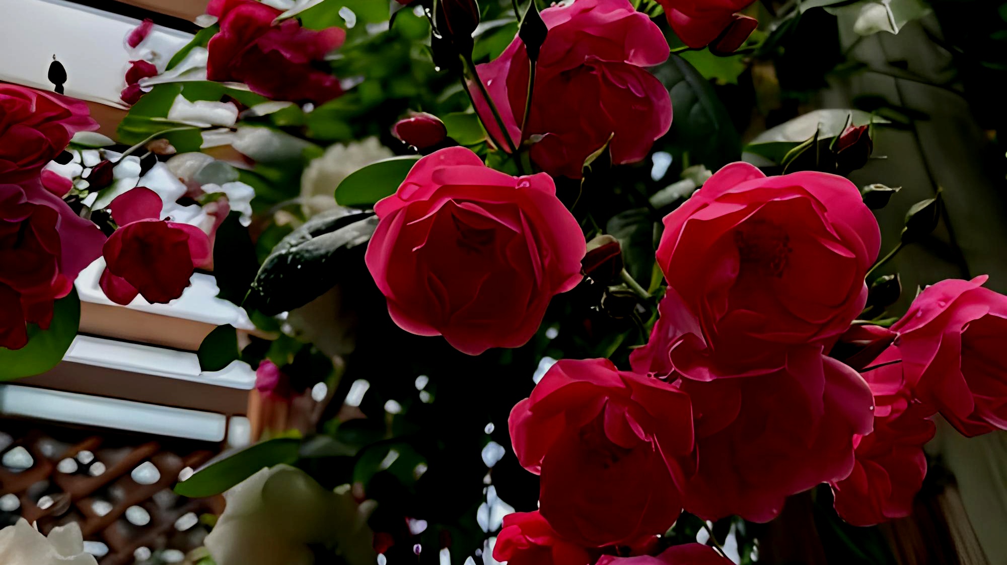 月季花名品《安吉拉》