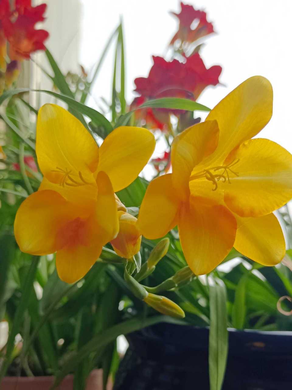 明  张羽《兰室五咏·其五》  张羽是明初十才子之一,官至太常丞