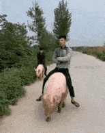 这就是传说中的骑猪大队吗,考虑过猪的感受吗自制哈雷看看怎么样!