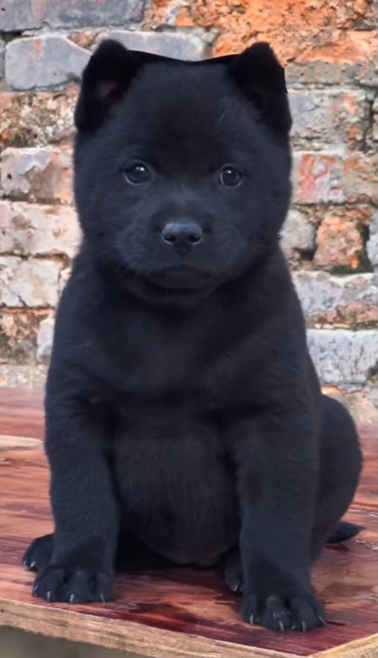 这真是黑的可爱啊,看朋友家喂的这小黑狗,浑身上下