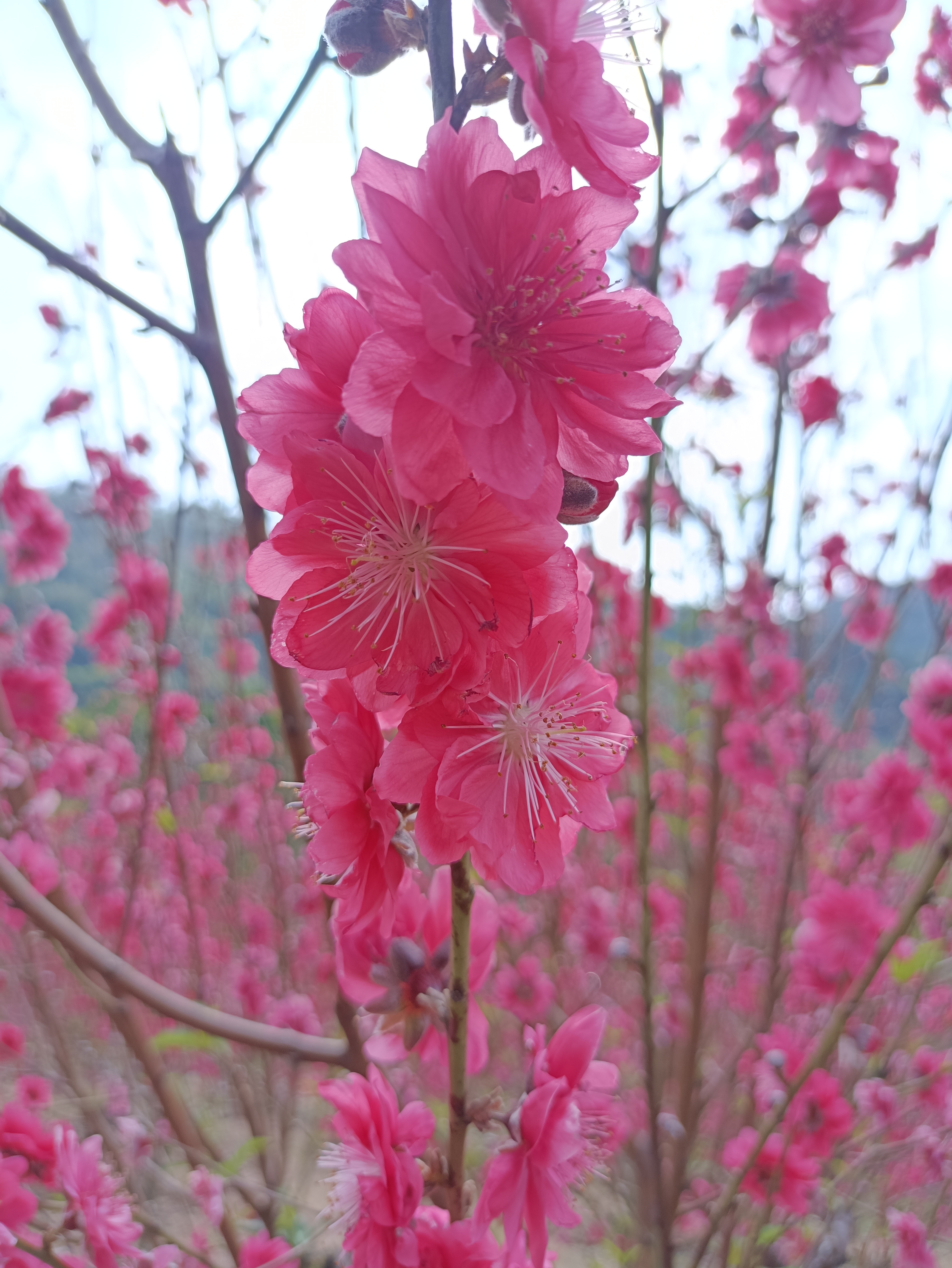 桃花运符壁纸图片