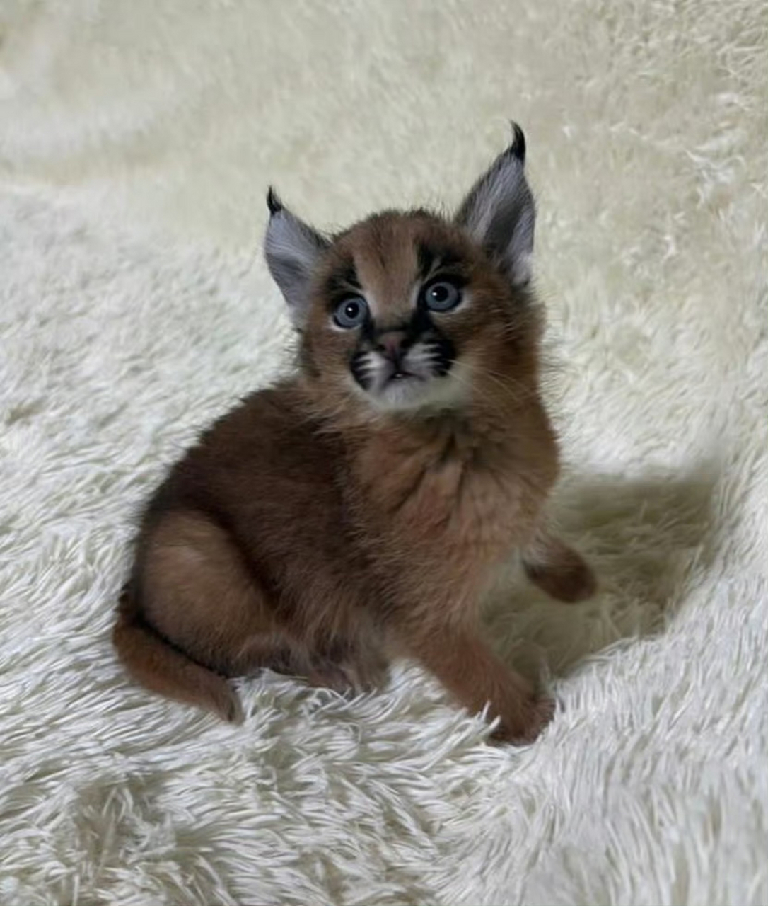 狞猫小宝宝,小小年纪就如此老气横秋的[二哈]