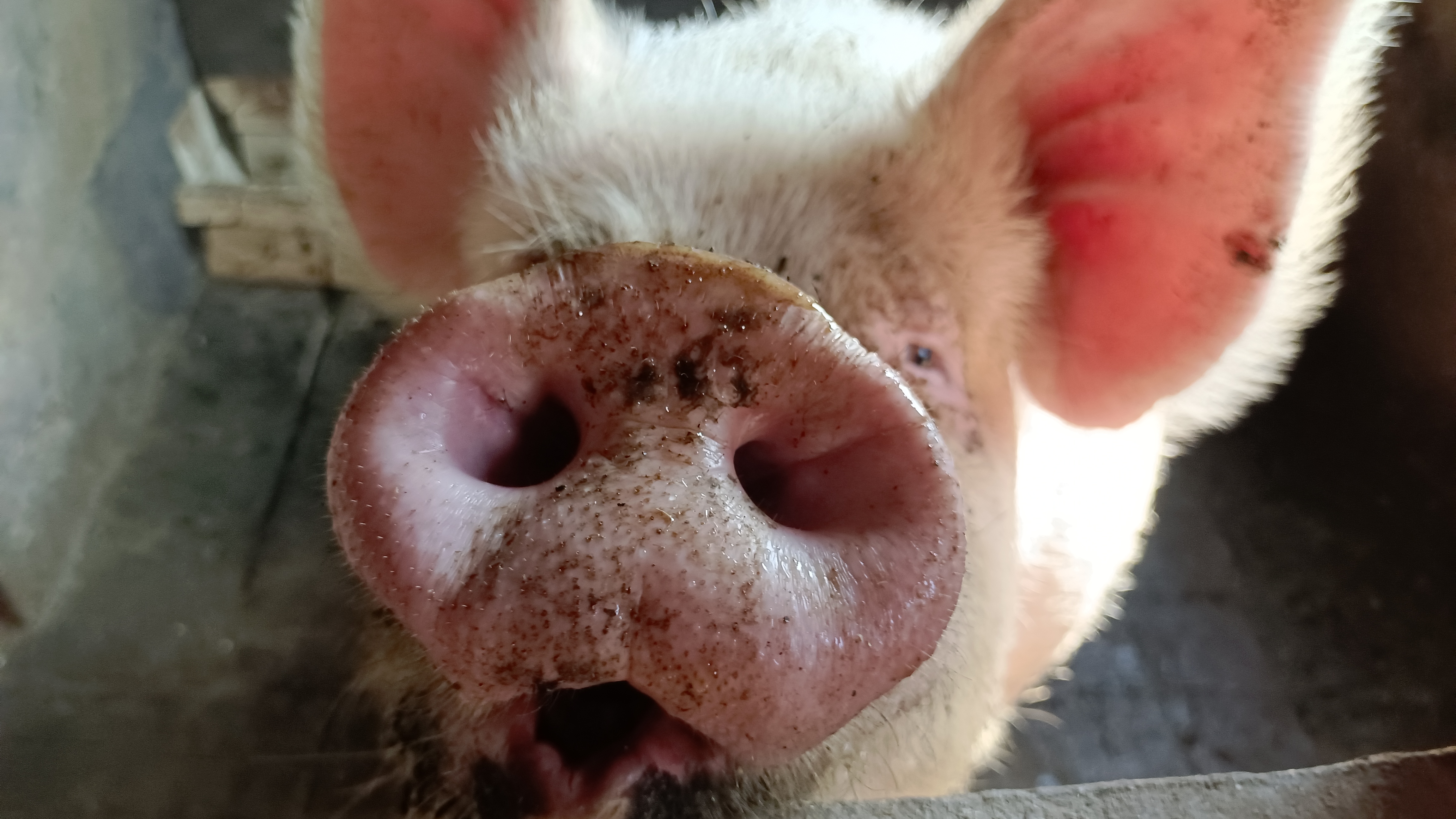 我们的猪妈妈更是这样,生一胎,就是十多二十个,虽然说不用养它们长大