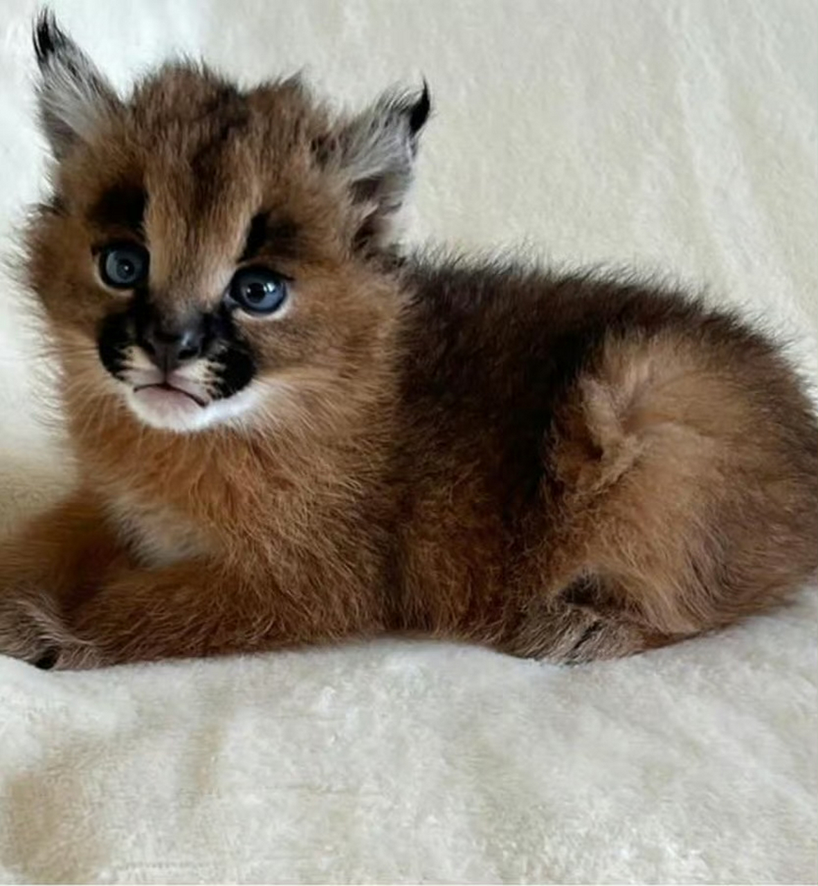 狞猫小宝宝,小小年纪就如此老气横秋的[二哈]