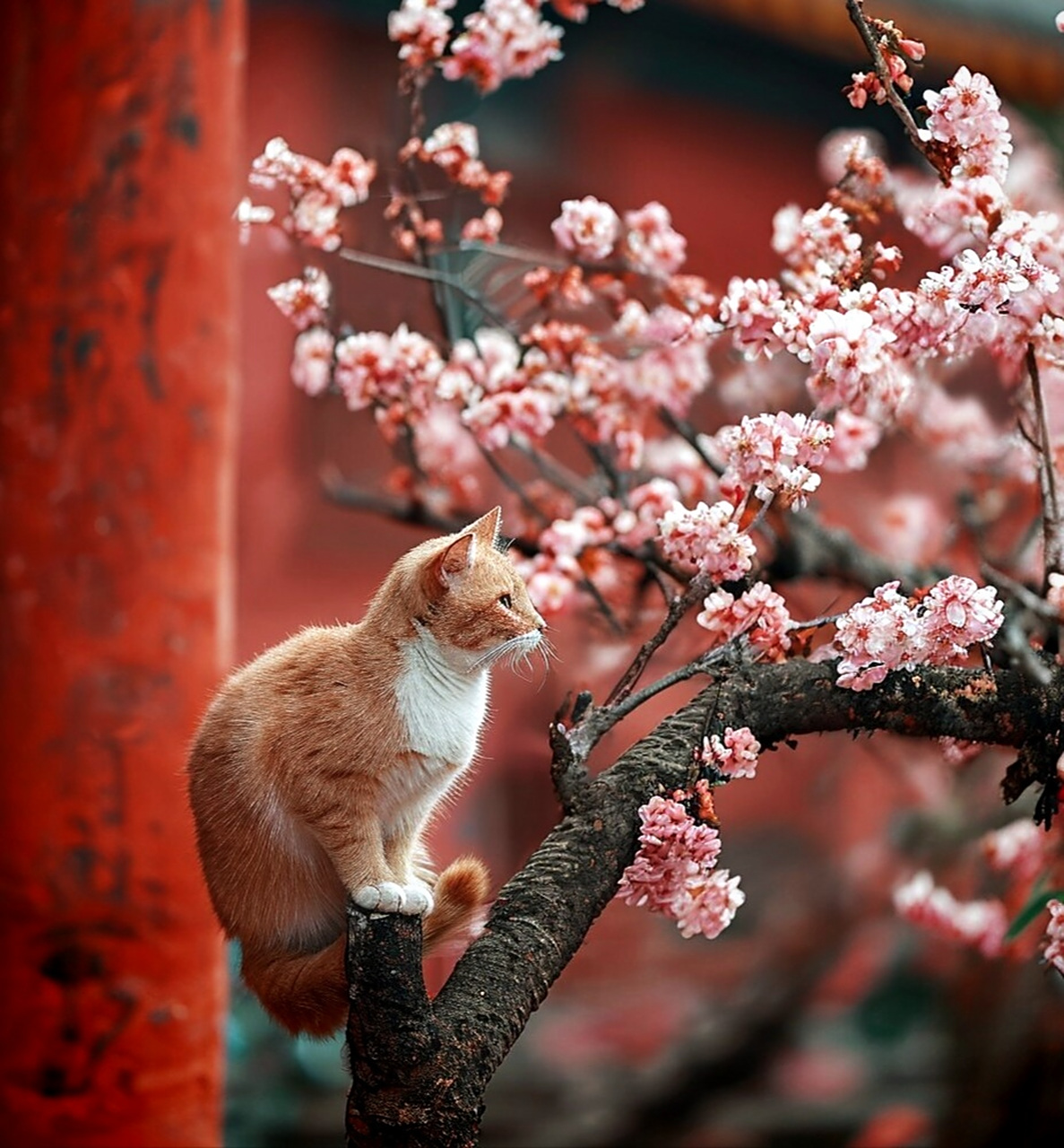 故宫的小猫咪,太治愈了