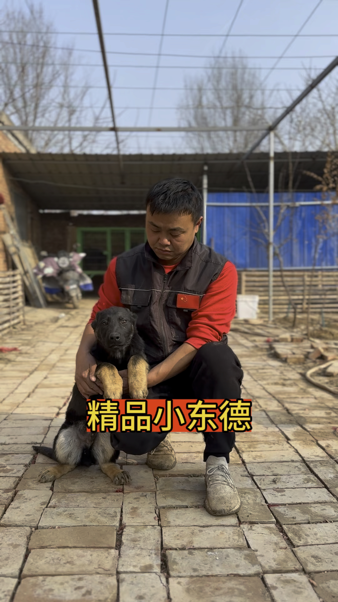 csv东德牧羊犬协会图片