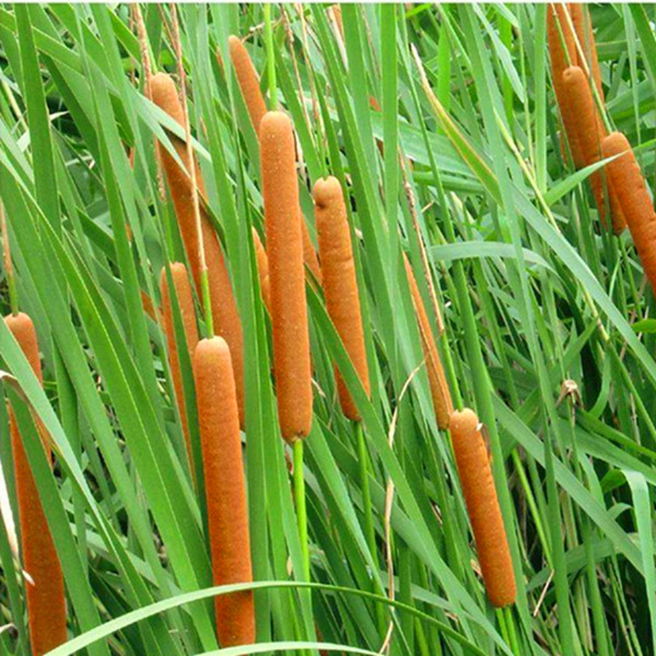 蒲草叶棒染金黄,走过冬季白 茫茫