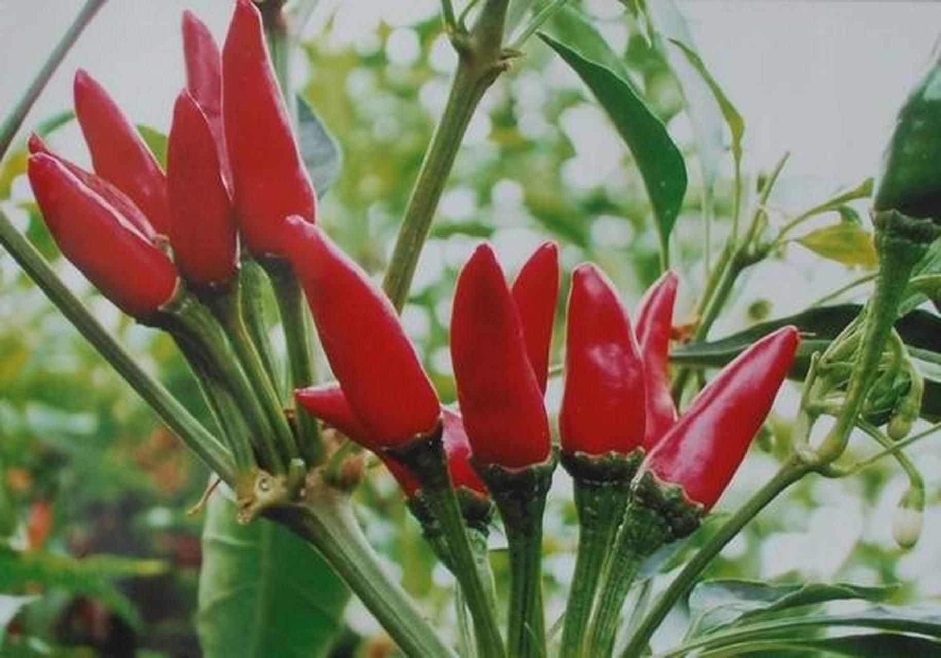七星椒,达州特色美食代表!红艳如火,辣劲十足的独特口感令人难以忘怀.