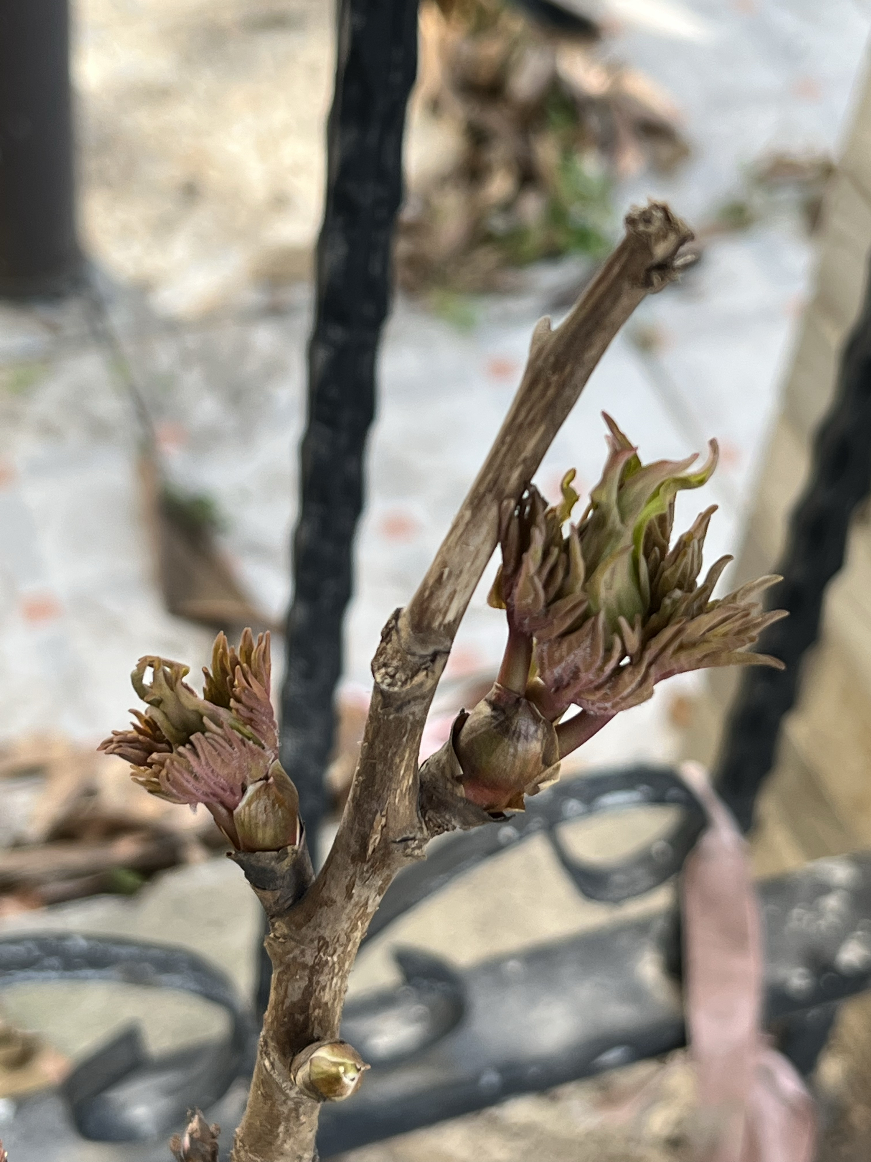 希望今年牡丹花的每个花骨朵最终都能绽放出美丽