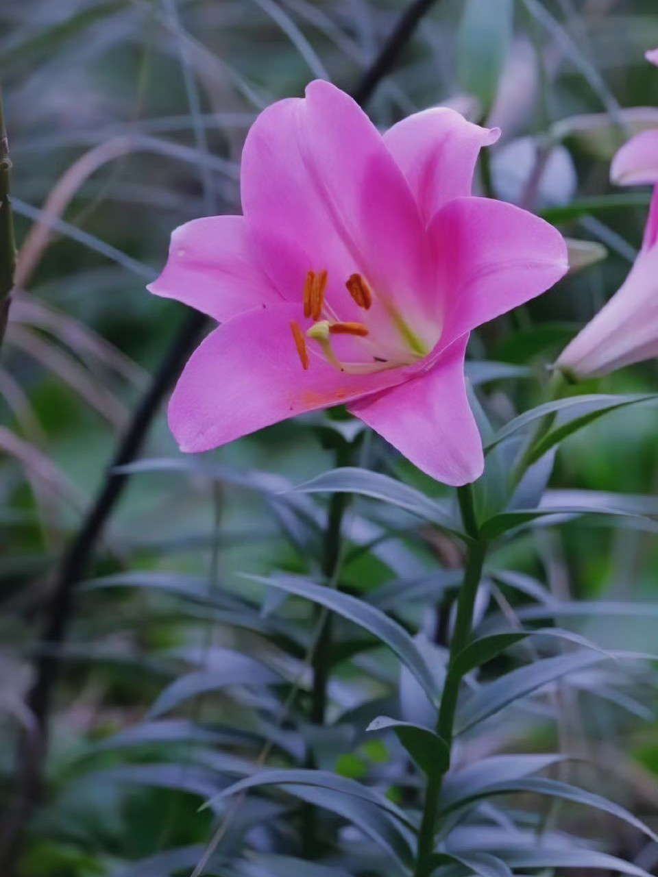 卡萨布兰卡百合花语图片