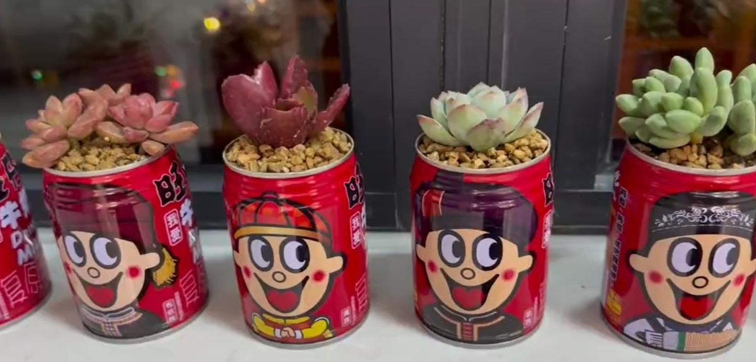 一小姐姐因易拉罐养100多盆多肉而走红抬头见笑超喜庆