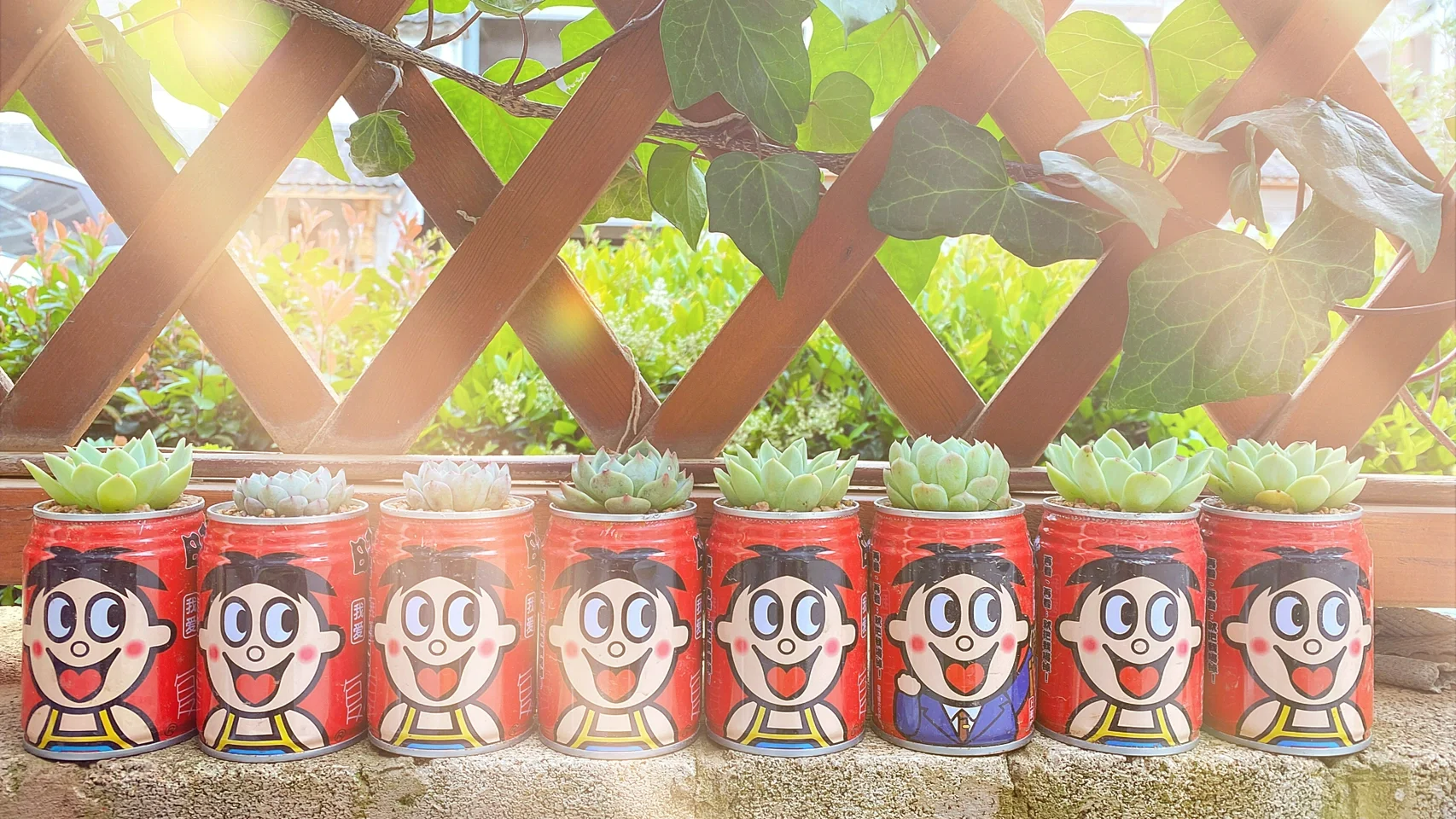 一小姐姐因易拉罐养100多盆多肉而走红抬头见笑超喜庆