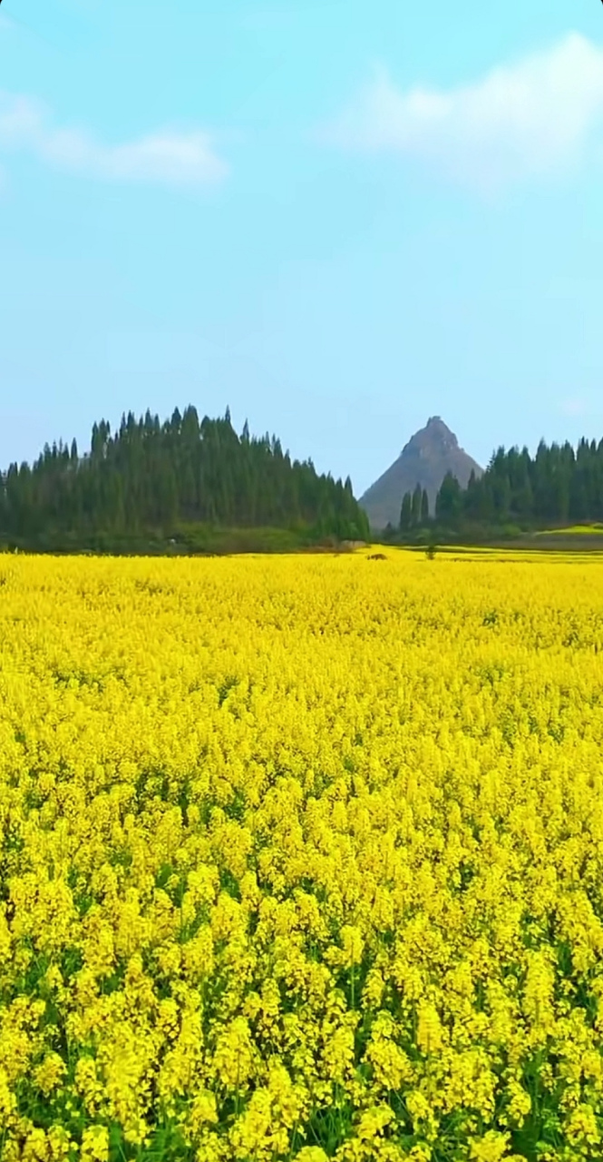 油菜花盛开的地方图片