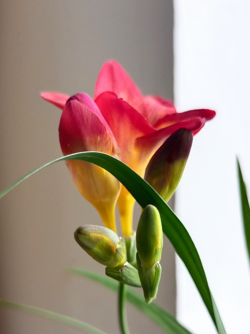 明  张羽《兰室五咏·其五》  张羽是明初十才子之一,官至太常丞