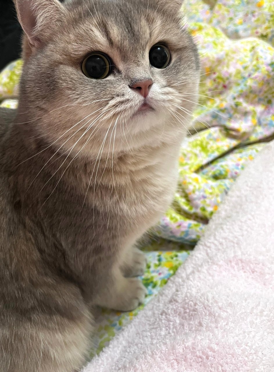 大眼萌炮  这种小猫咪应该直接抓走!抓去亲到晕过去! 话说.