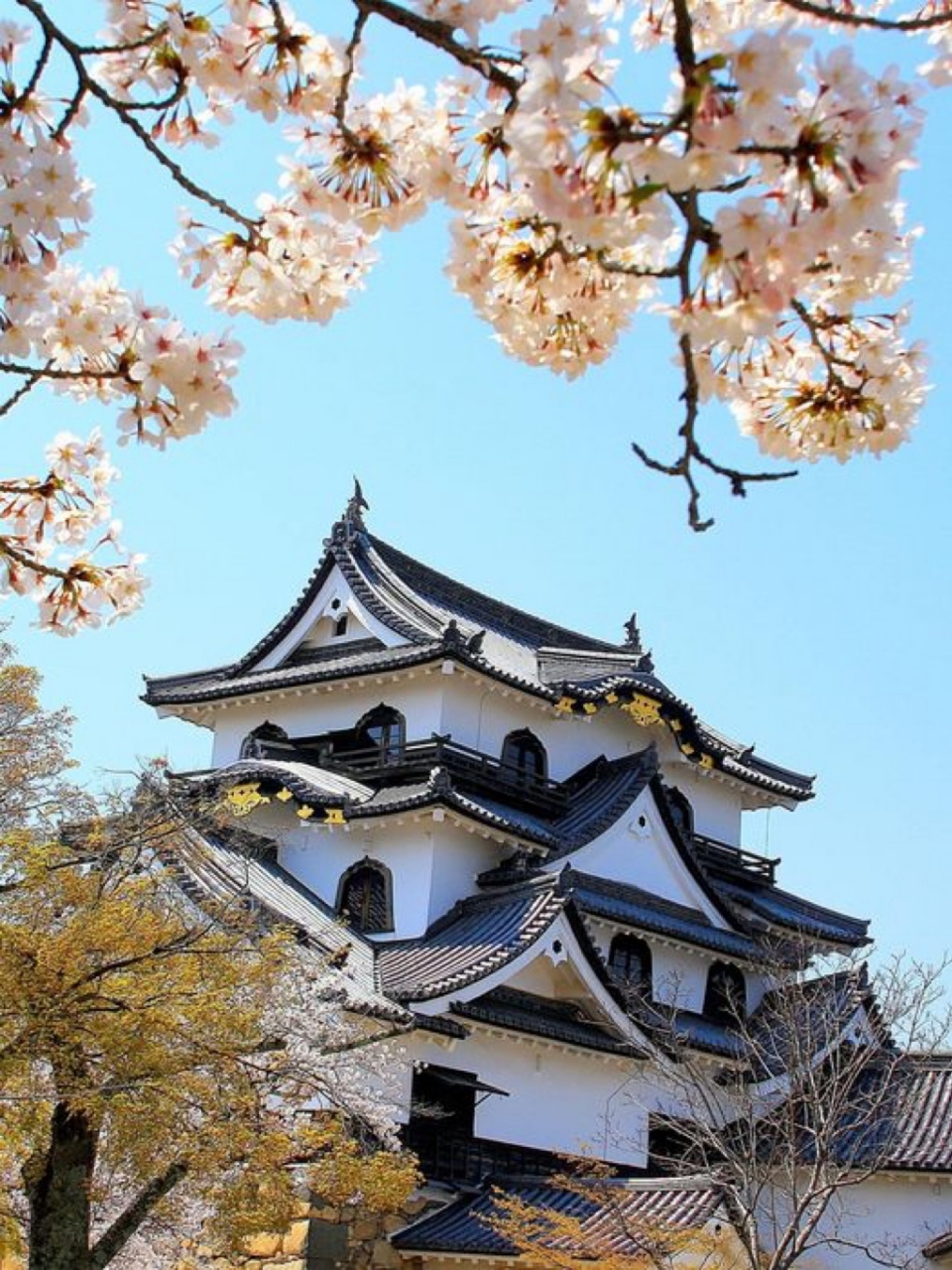 滋贺县彦根城,建于1622年,是日本现存12座天守阁之一,又称金龟城,被列