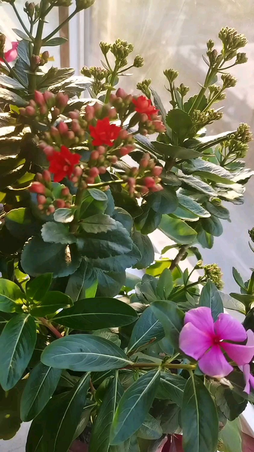 长寿花是短日照植物,日常生长和开花都需要有充足的光照