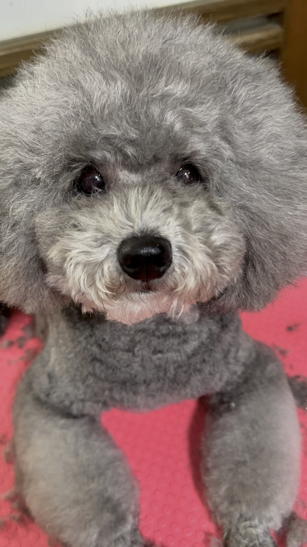 旧狗番新,累并快乐着